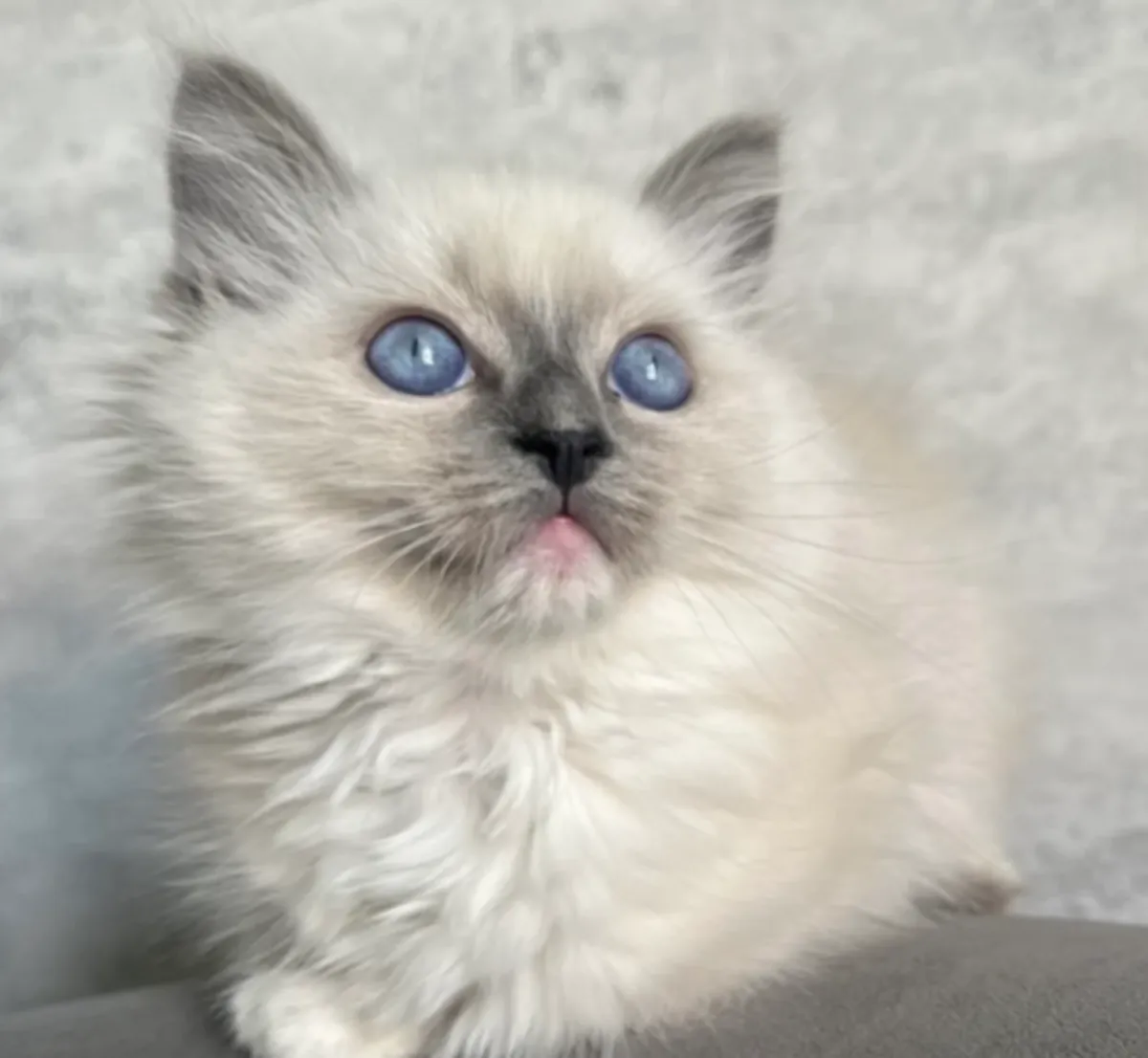 ️ Découvrez nos adorables bébés Ragdoll ️