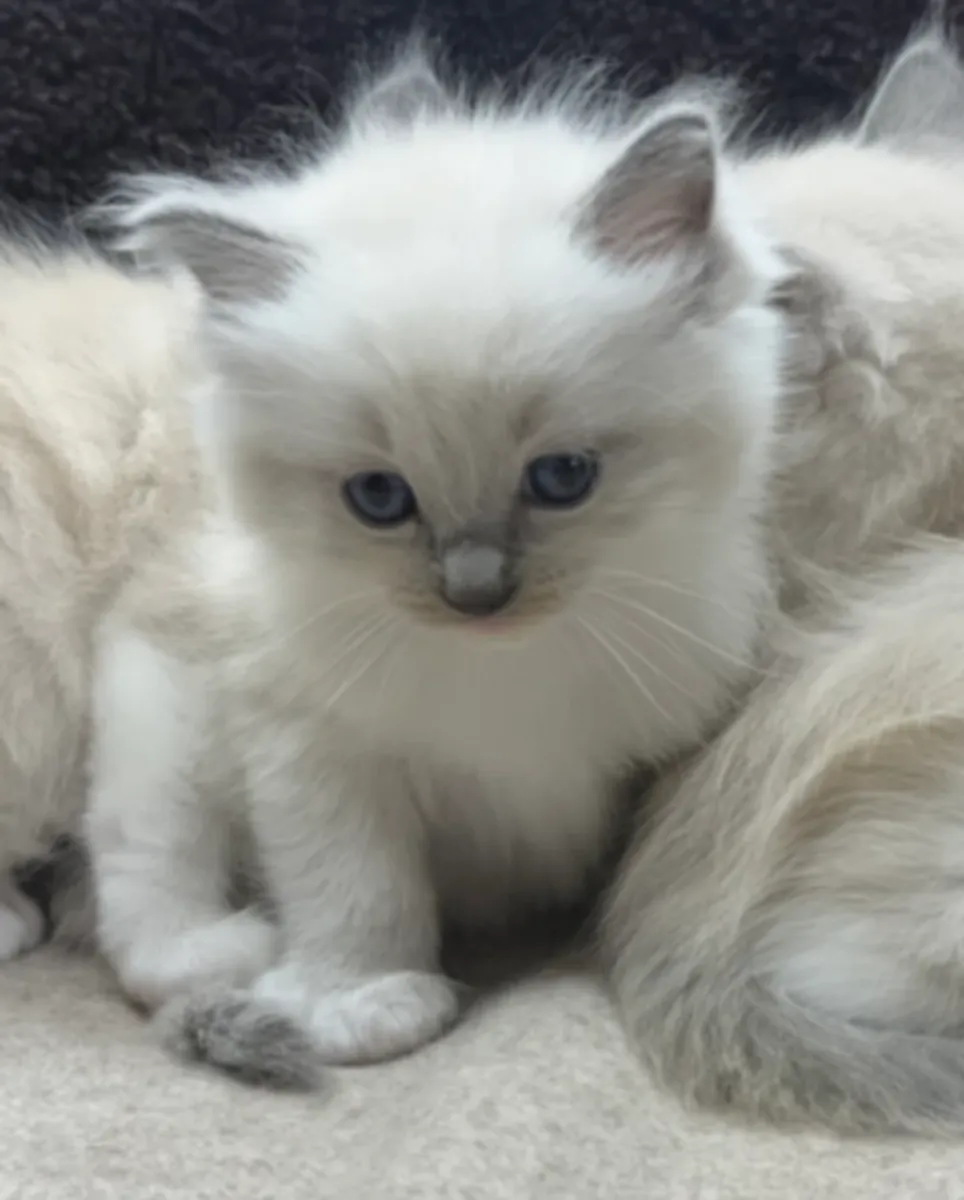 ️ Découvrez nos adorables bébés Ragdoll ️
