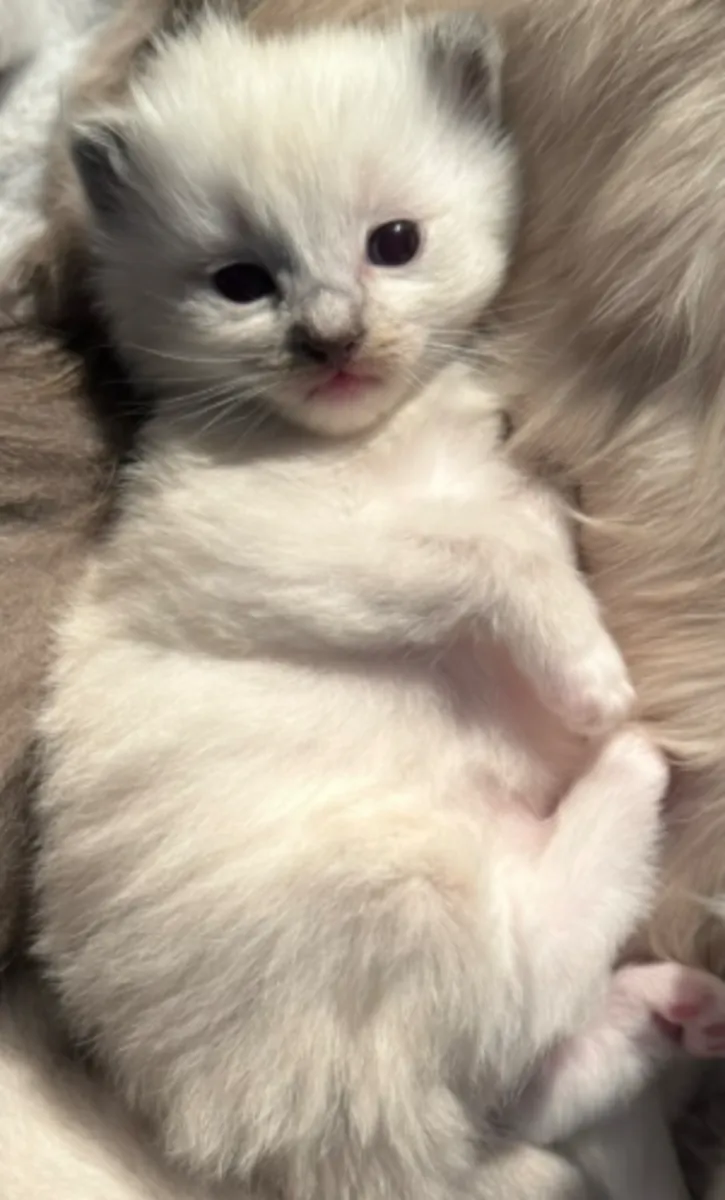 ️ Découvrez nos adorables bébés Ragdoll ️