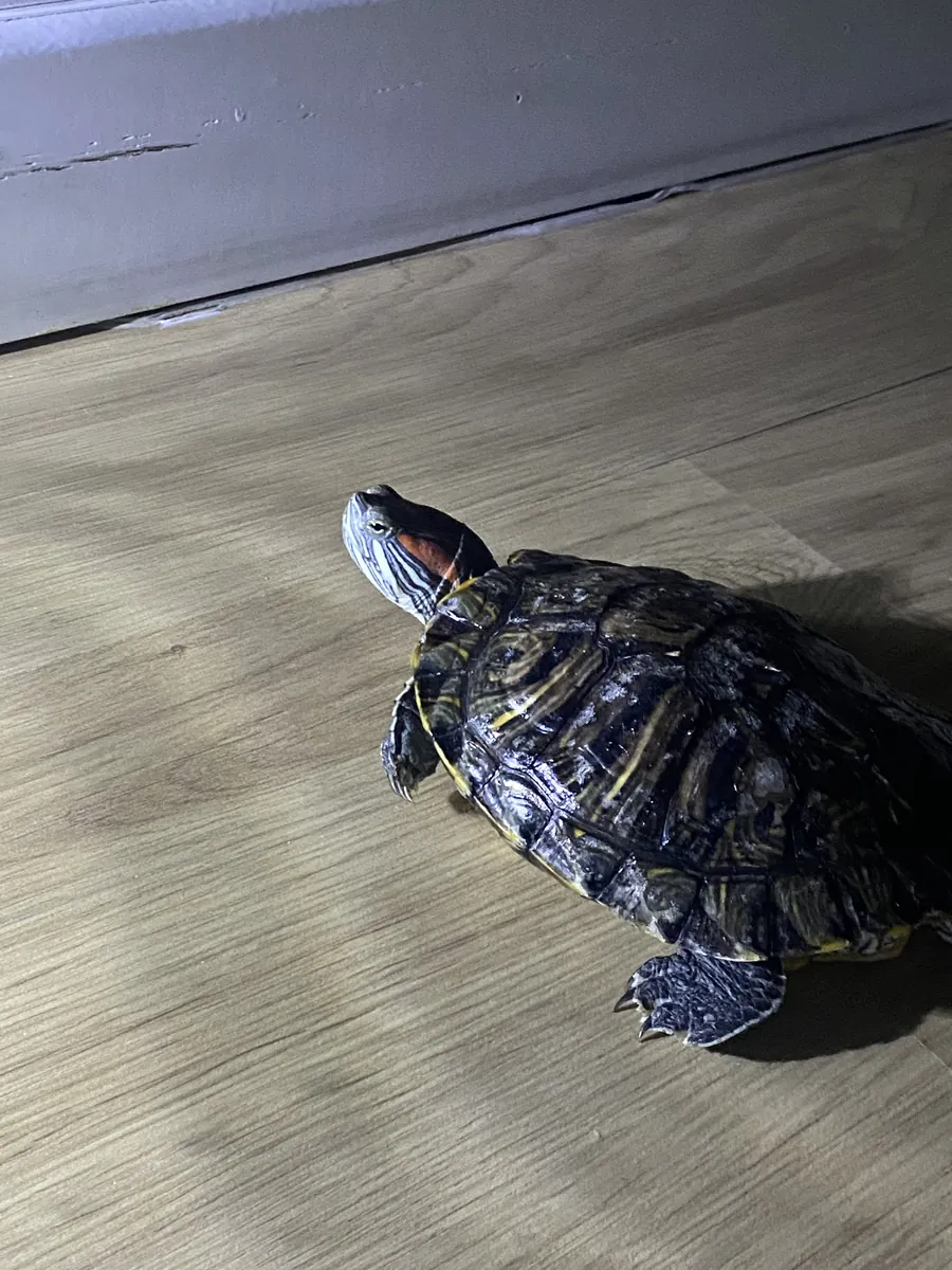 红耳龟🐢