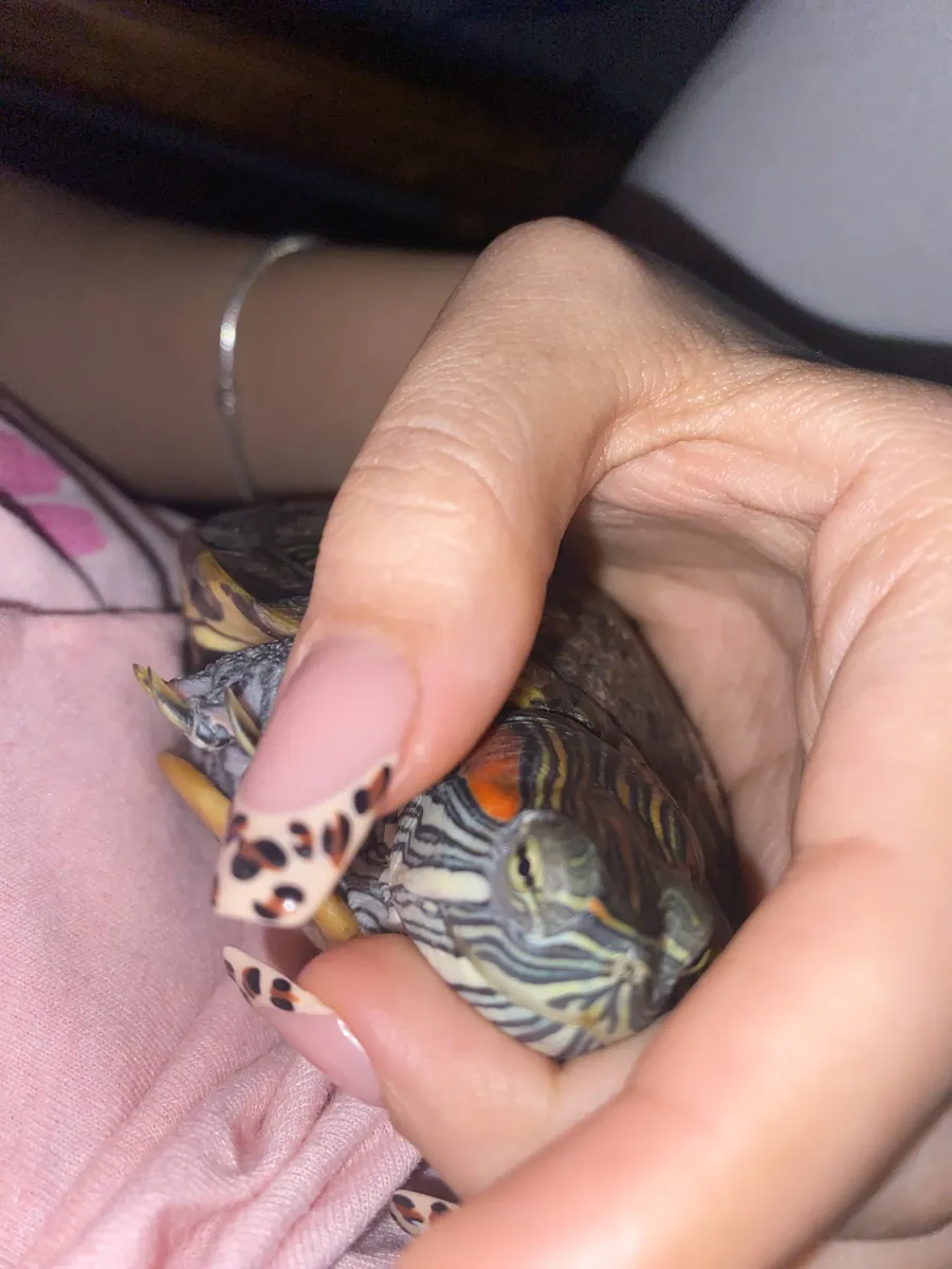 红耳龟🐢
