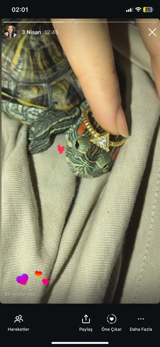 红耳龟🐢