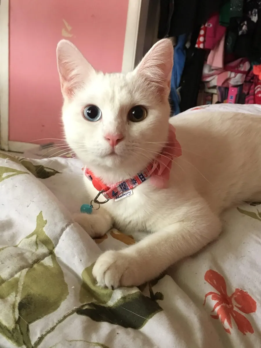 Khao Manee en venta | Muy sociable, mirada intensa | Gato muy especial