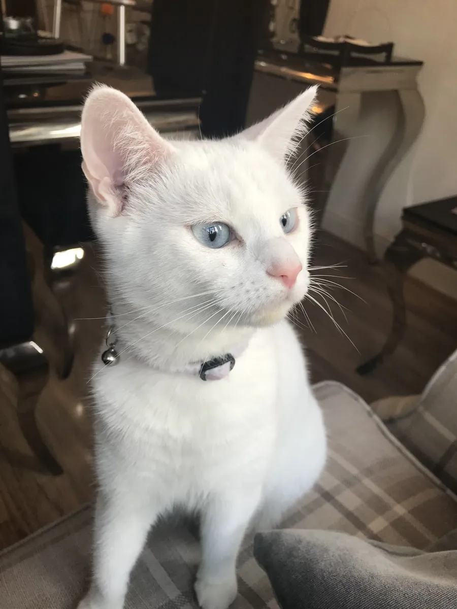 Khao Manee en venta | Muy sociable, mirada intensa | Gato muy especial