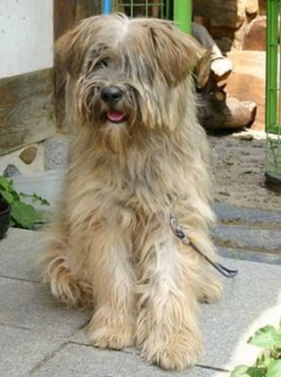 Sapsaree para monta | Equilibrado y leal | Solo criadores responsables