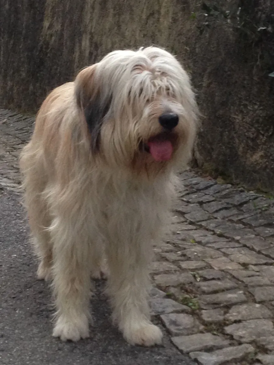 Sapsaree para monta | Equilibrado y leal | Solo criadores responsables