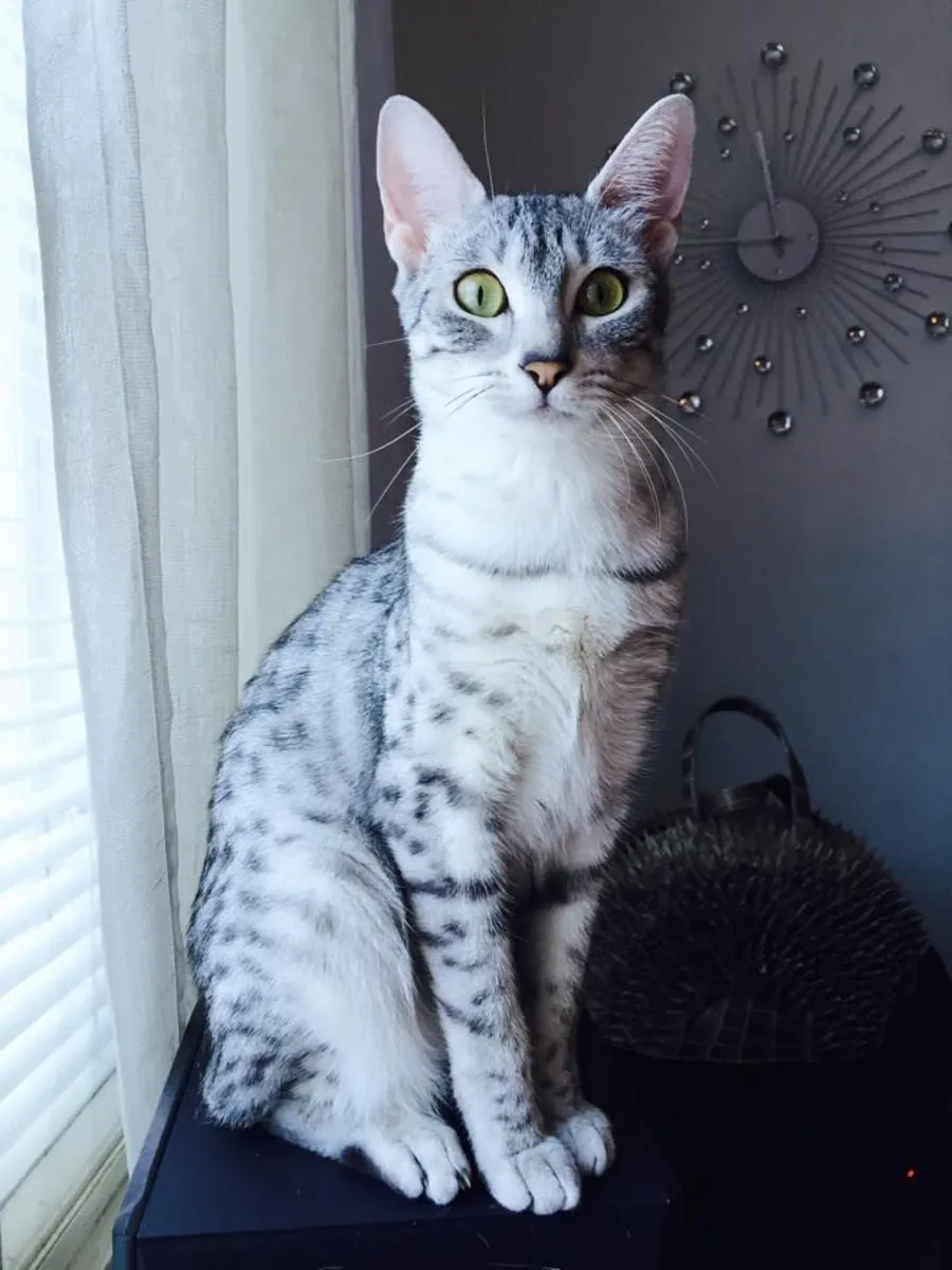 Egyptian Mau en adopción | Rápido, atento | Hogar tranquilo buscado