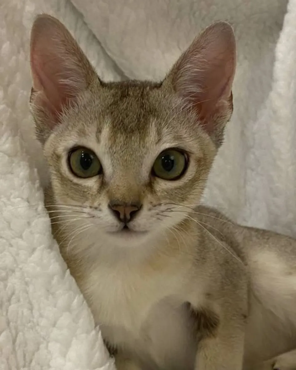 Singapura en venta | Pequeño, curioso | Siempre cerca de su humano