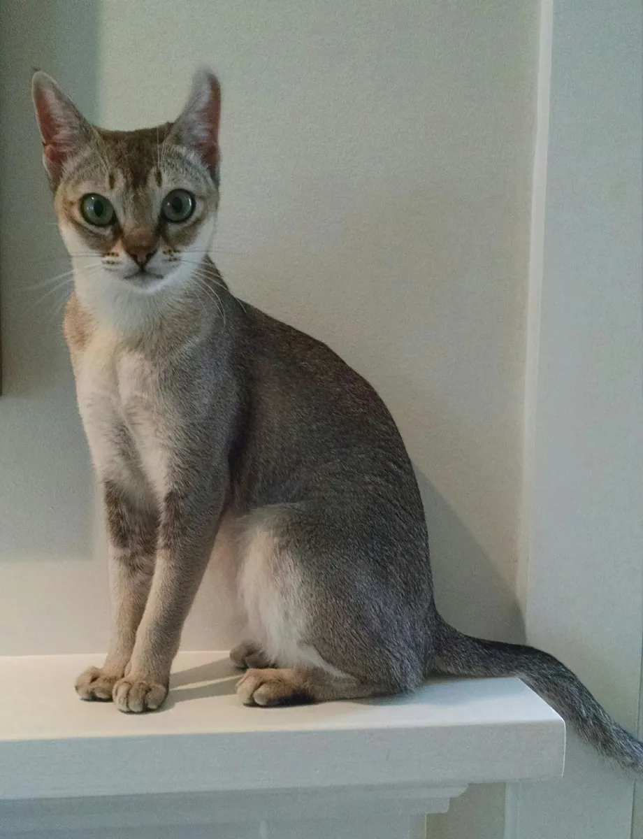 Singapura en venta | Pequeño, curioso | Siempre cerca de su humano