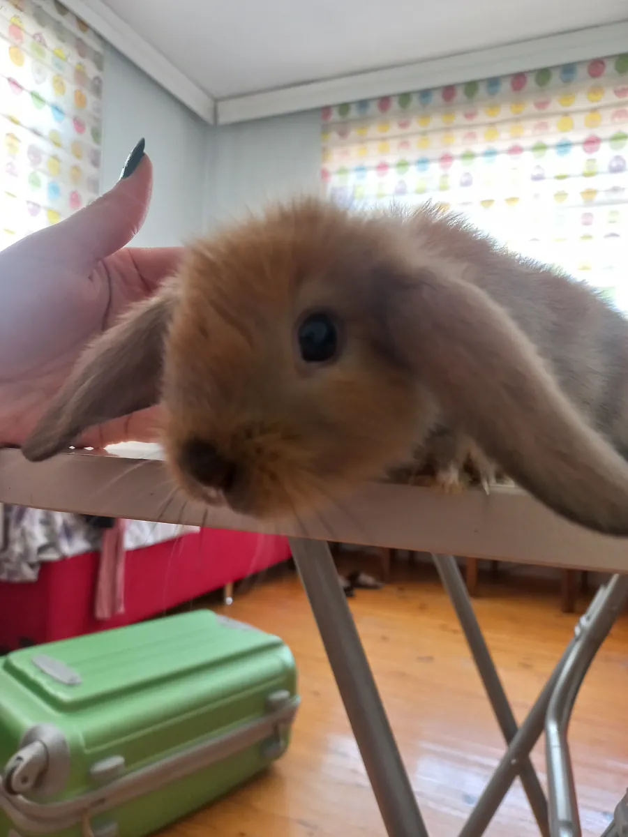 Holland lop juguetón