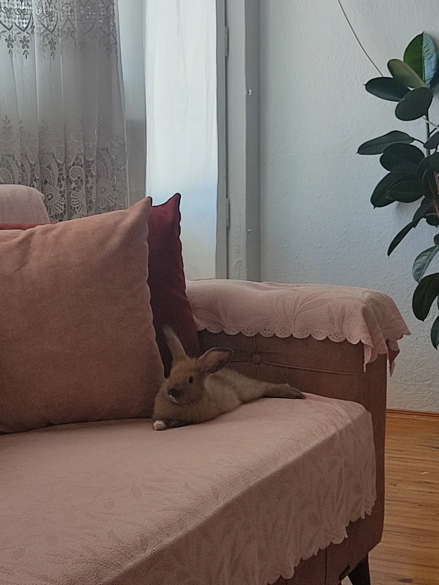 Holland lop juguetón