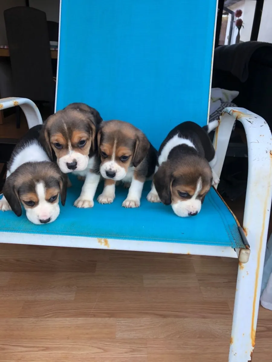 纯种比格犬幼犬