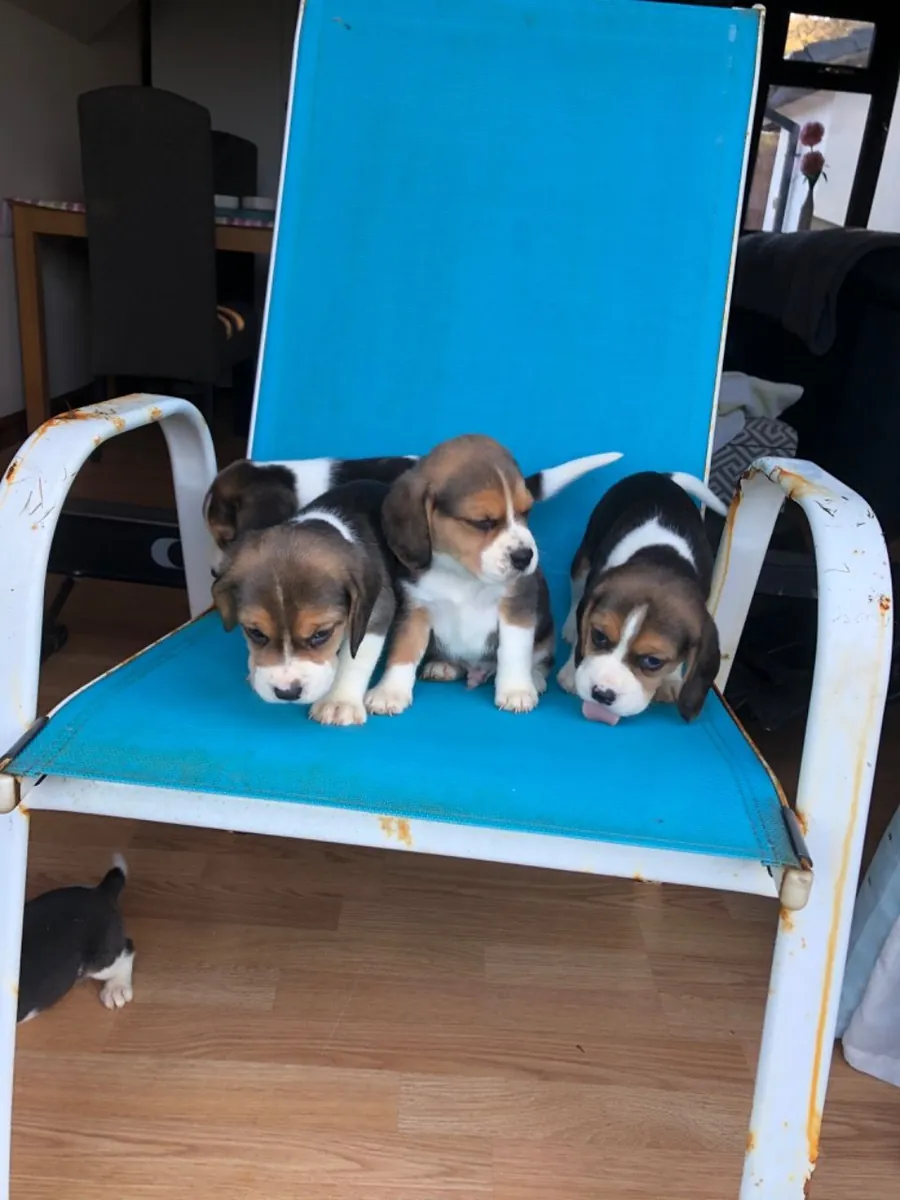 纯种比格犬幼犬