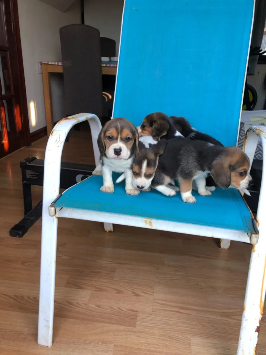 纯种比格犬幼犬