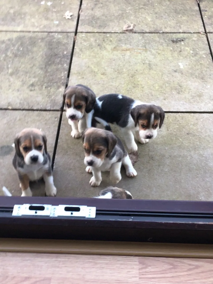 纯种比格犬幼犬