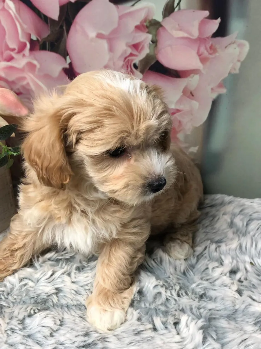 chiots Maltipoo