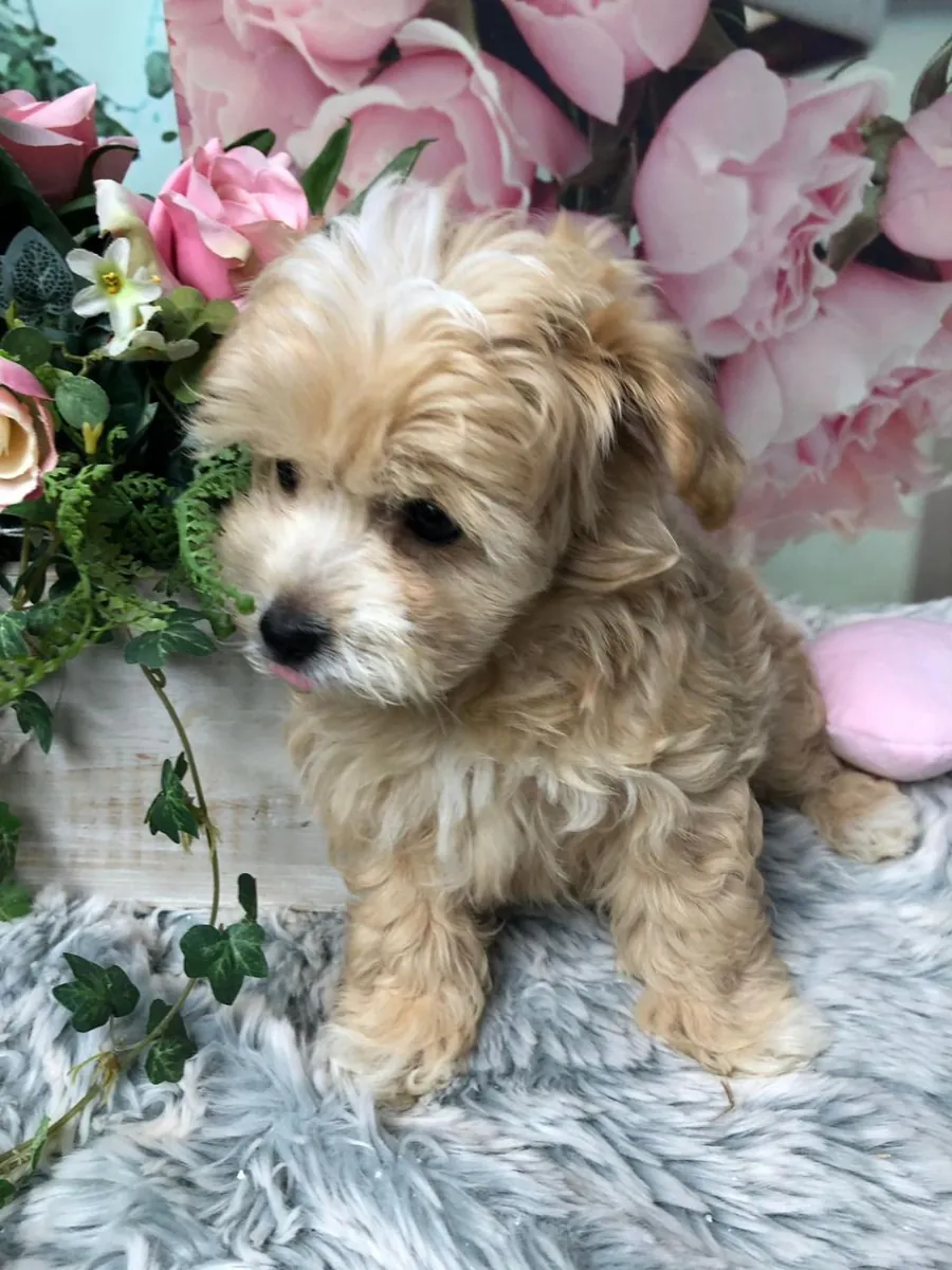chiots Maltipoo