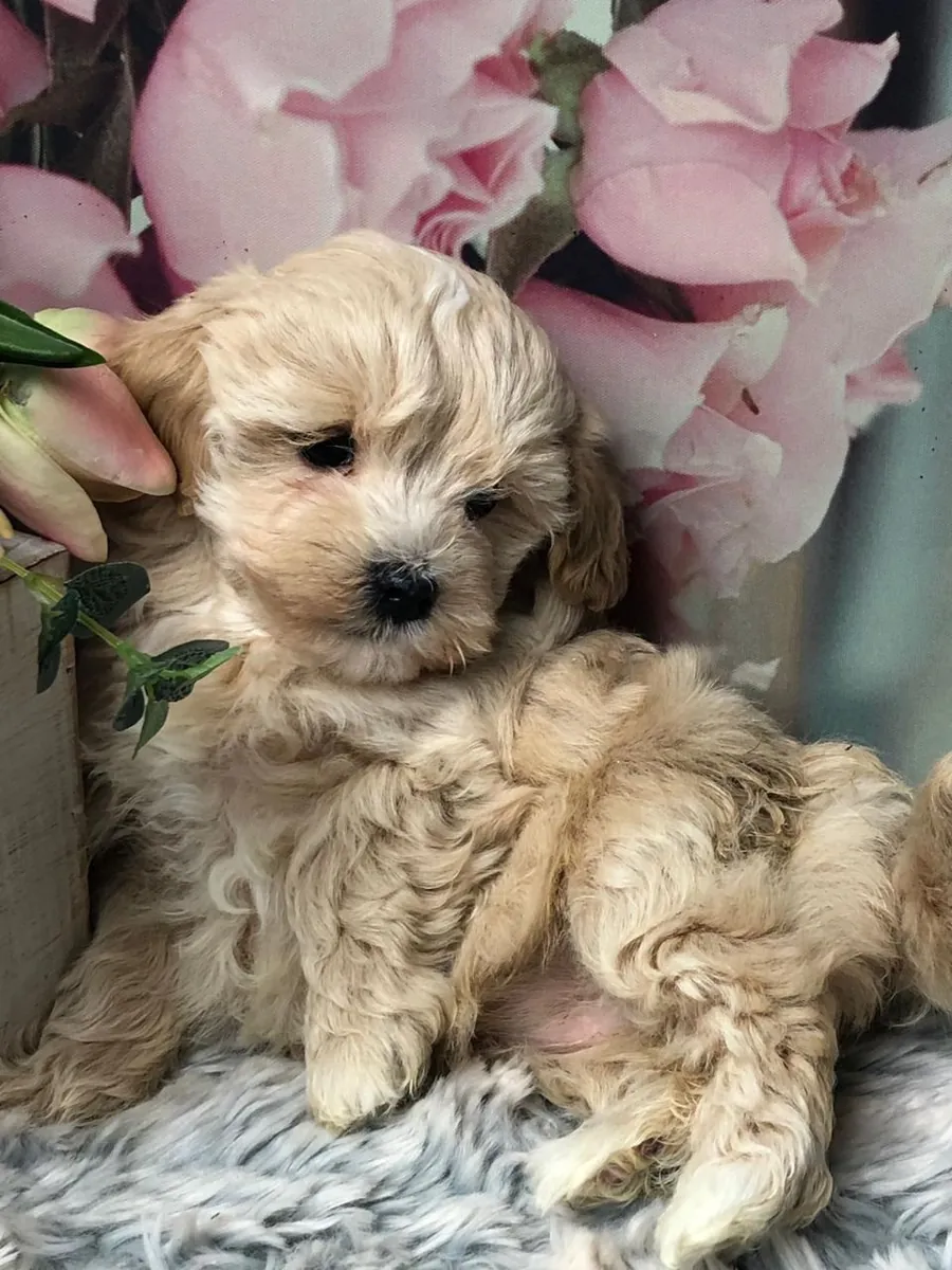 chiots Maltipoo