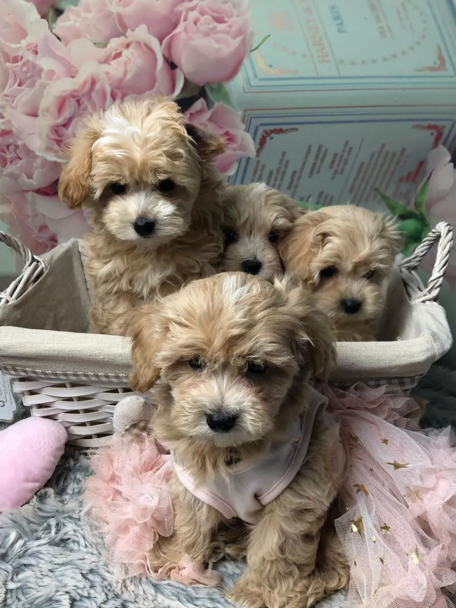 chiots Maltipoo