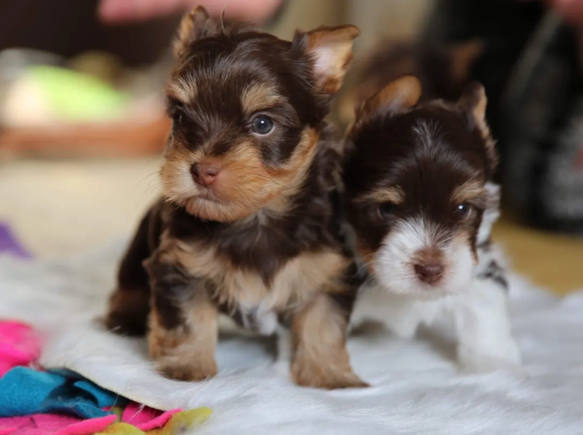 chiots Yorkshire Terrier