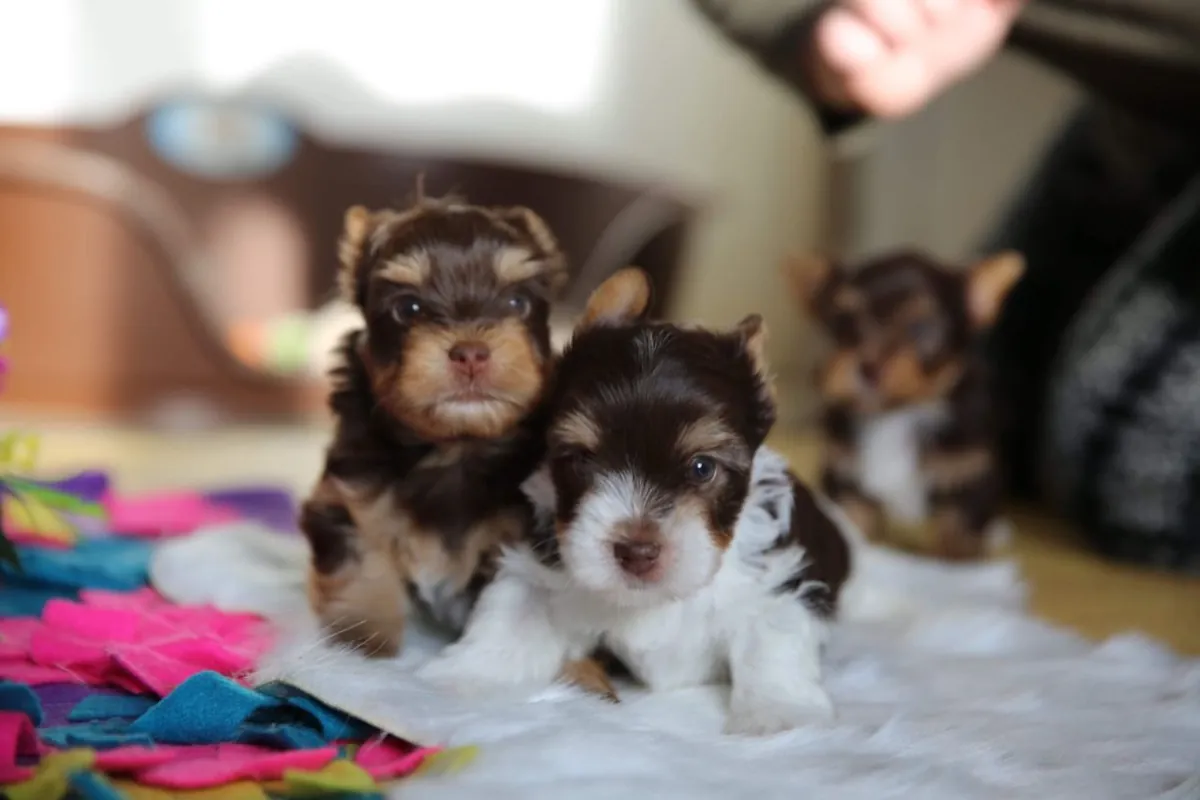 chiots Yorkshire Terrier