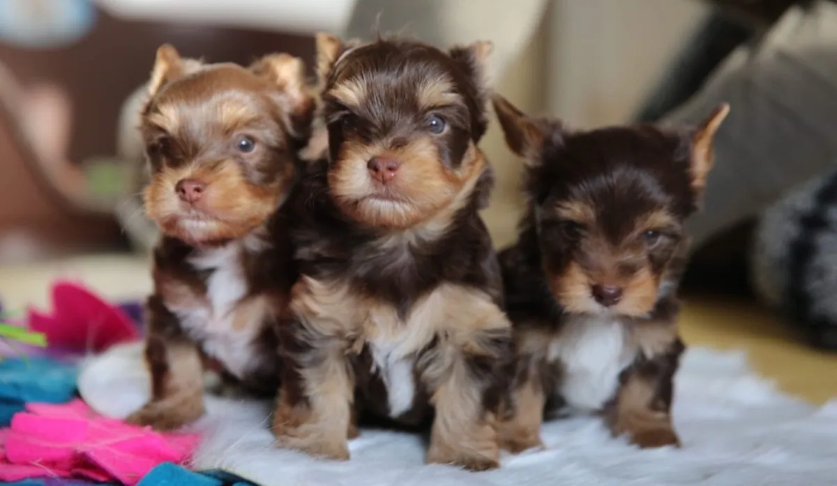 chiots Yorkshire Terrier