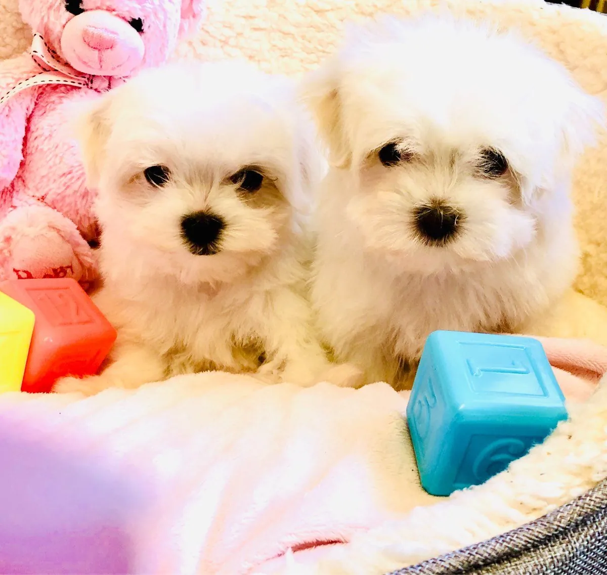 迷你马尔济斯犬