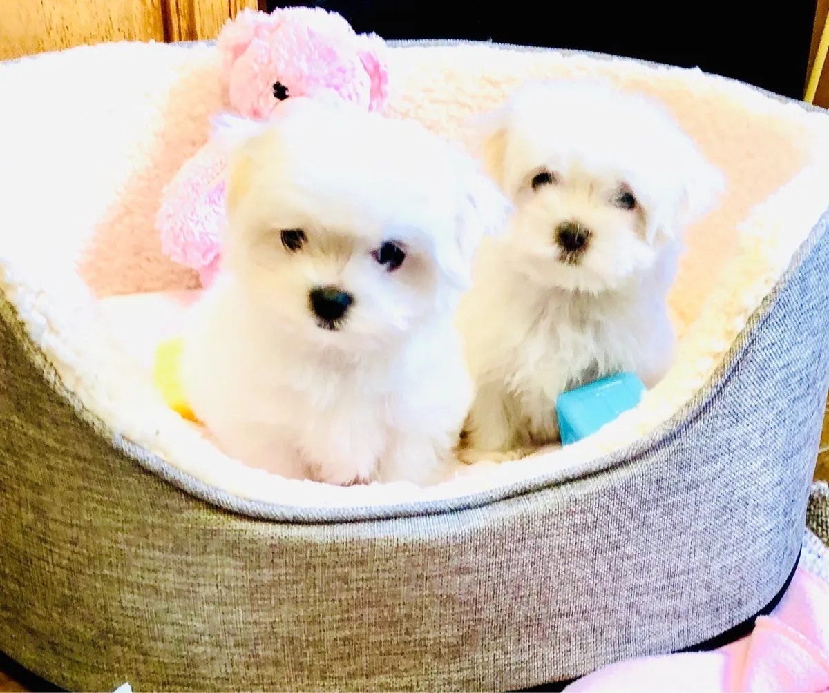 迷你马尔济斯犬