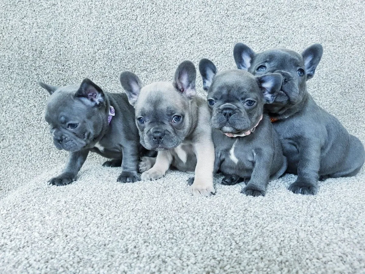 Cachorros exóticos de Bulldog Francés disponibles