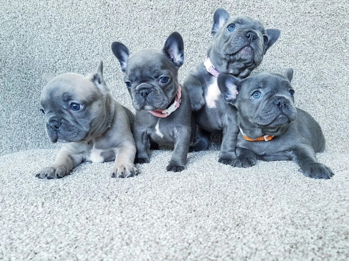 Cachorros exóticos de Bulldog Francés disponibles