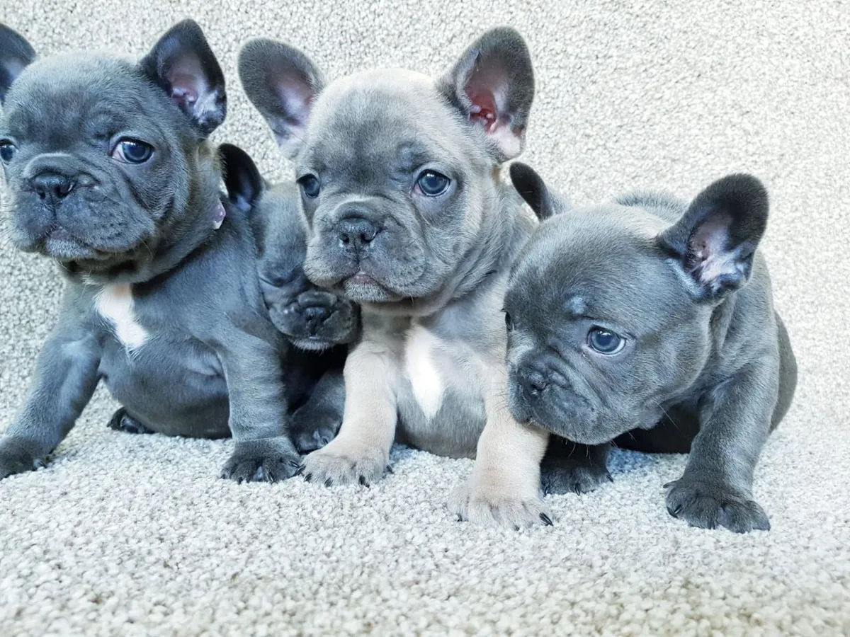 Cachorros exóticos de Bulldog Francés disponibles