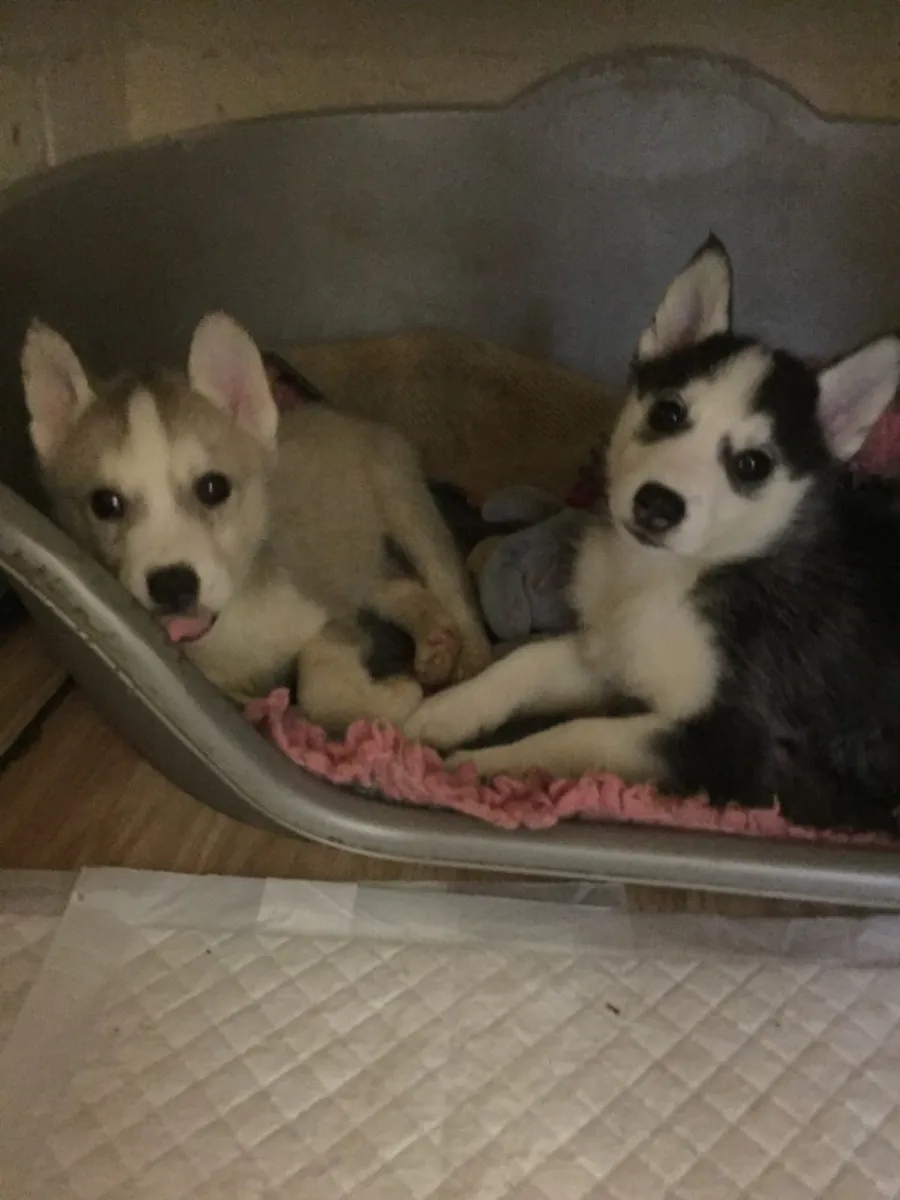 husky siberiano