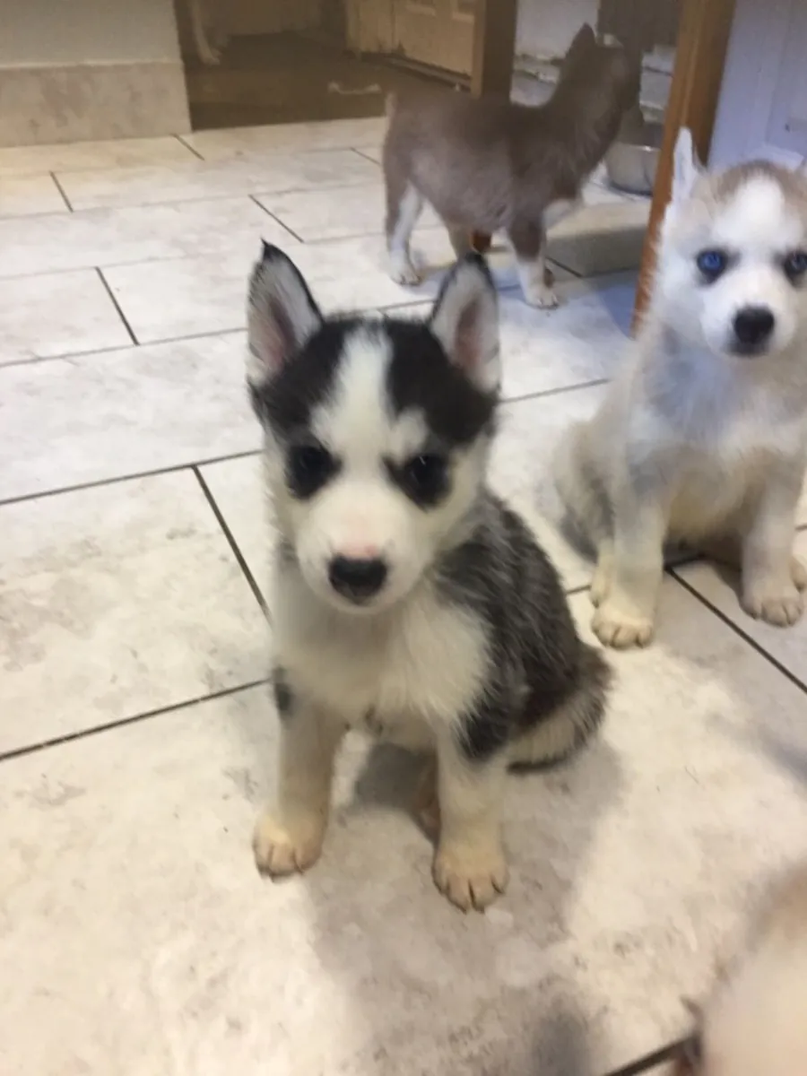 husky siberiano
