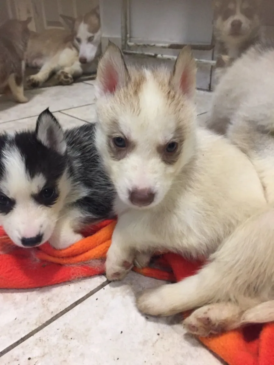husky siberiano