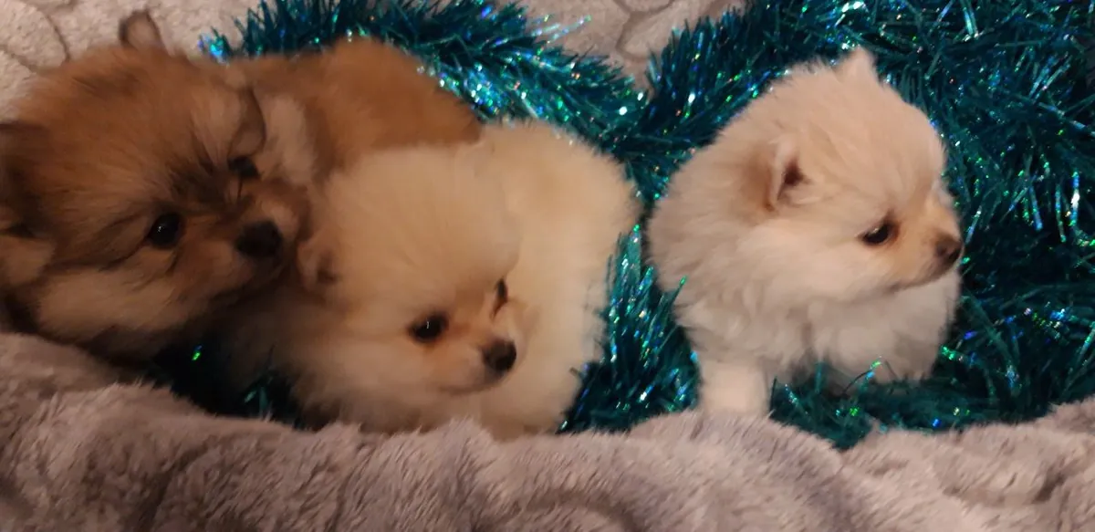 adorable mini Pomeranian puppies