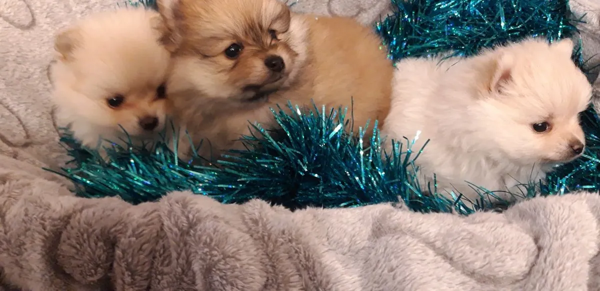 adorable mini Pomeranian puppies