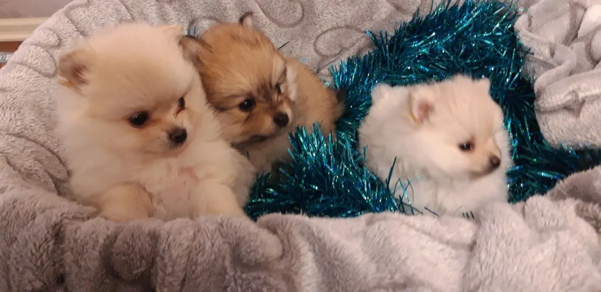 adorable mini Pomeranian puppies