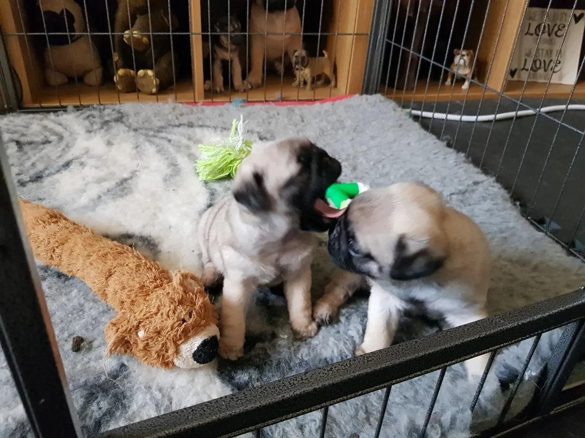 巴哥幼犬