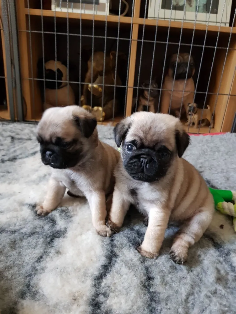 巴哥幼犬