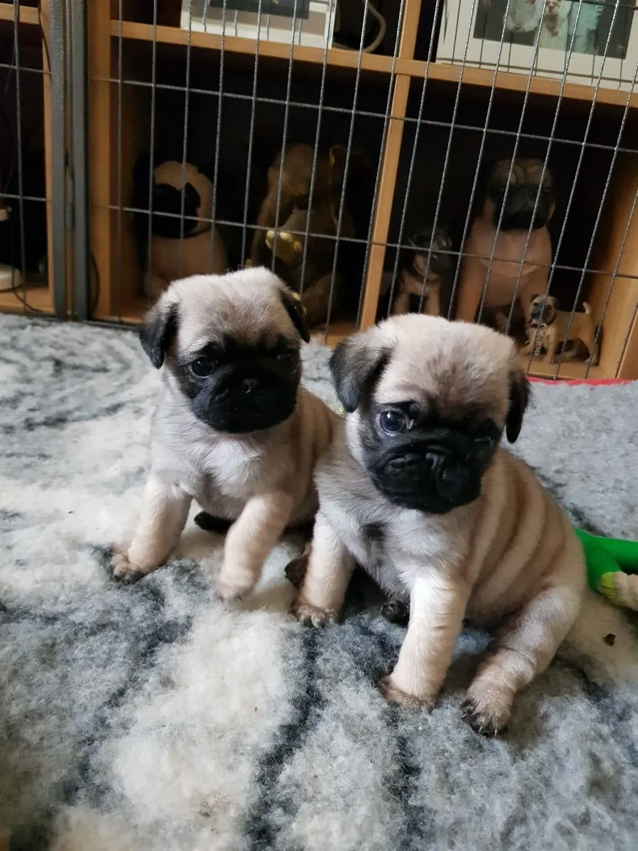 巴哥幼犬