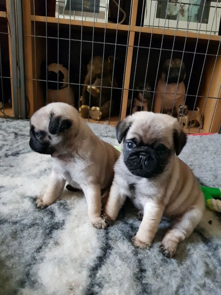 巴哥幼犬