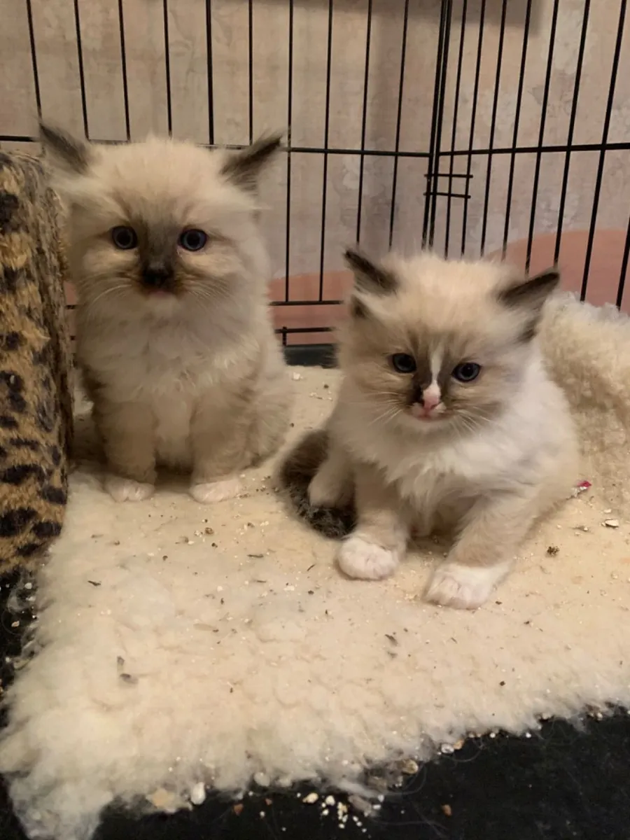 漂亮的布偶猫幼崽