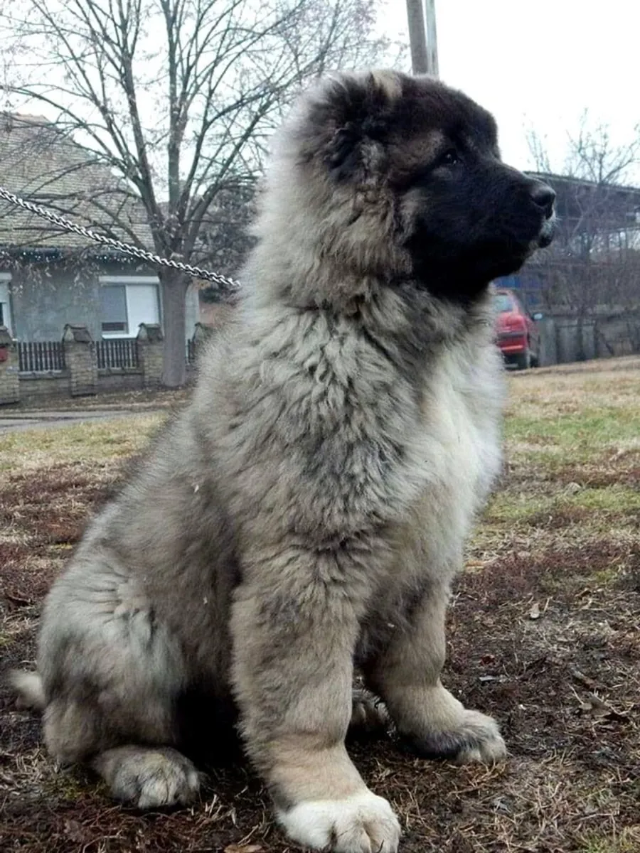 Leonberger for Sale | Calm Giant, Family Raised | Needs Space and Time