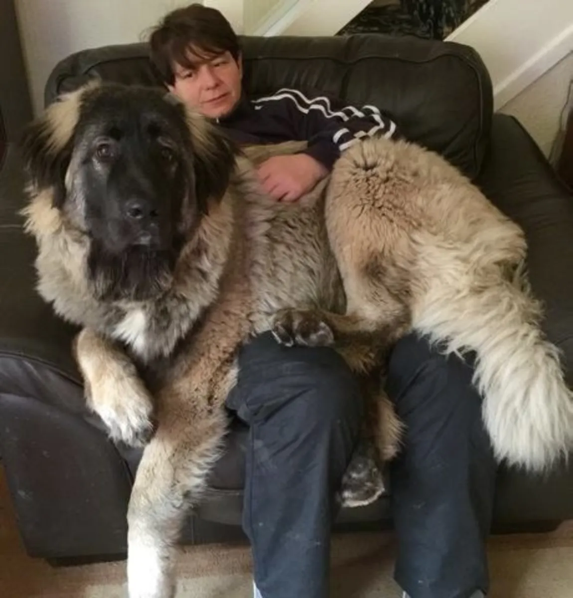Leonberger for Sale | Calm Giant, Family Raised | Needs Space and Time
