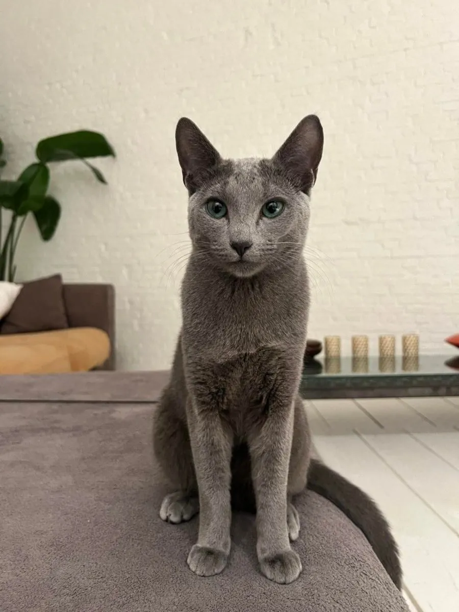 Korat for Sale | Quiet, Deeply Bonded | Sensitive and Loyal Cat