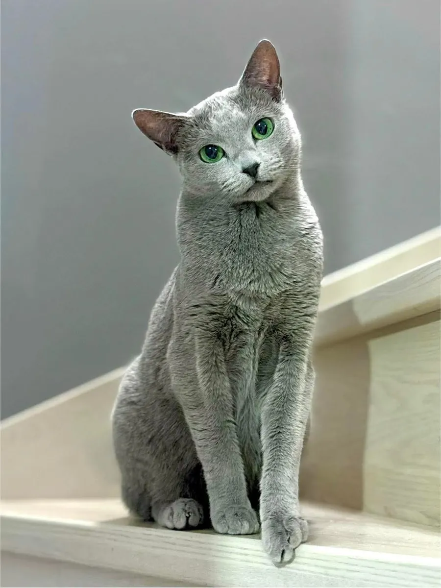 Korat for Sale | Quiet, Deeply Bonded | Sensitive and Loyal Cat