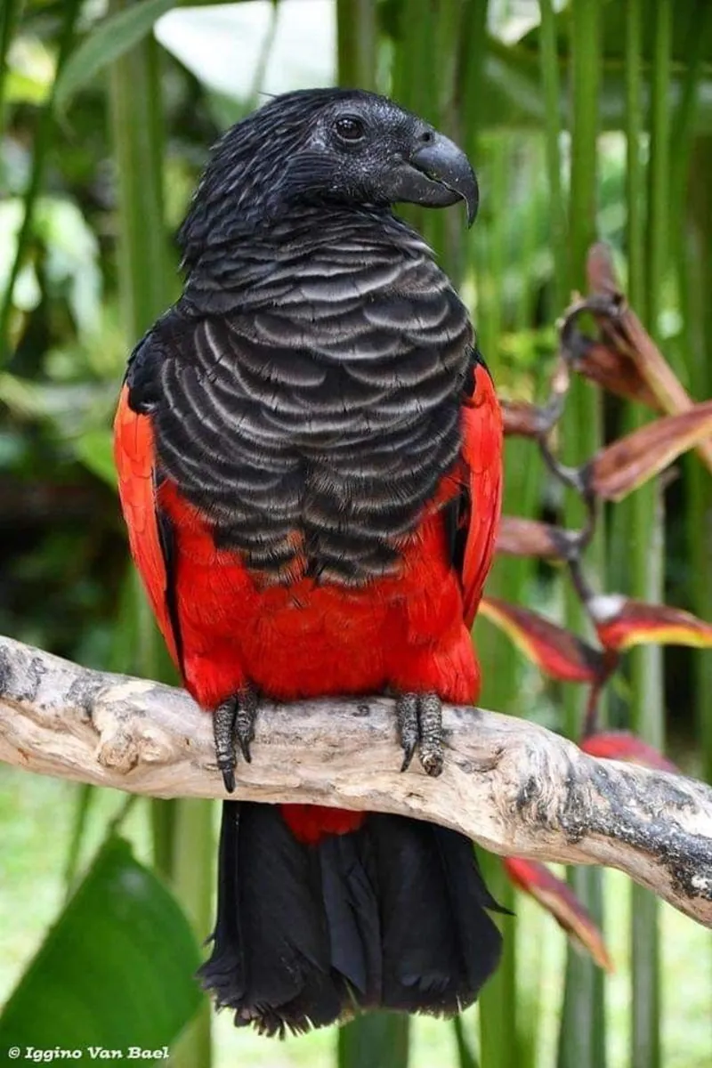 Lost Pesquet’s Parrot | Large Black-Red Parrot | Please Contact