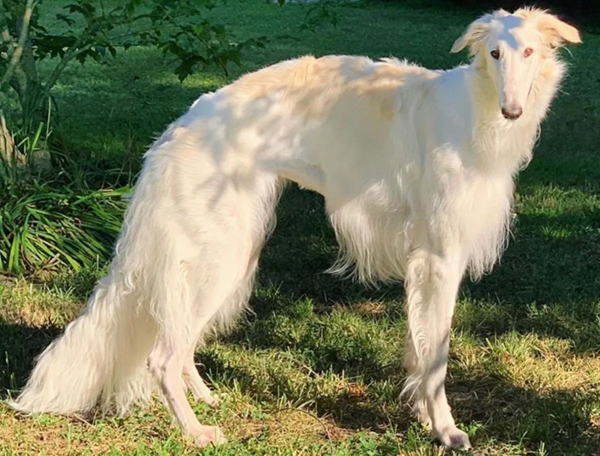 Borzoi for Mating | Elegant, Balanced | Responsible Breeding Only