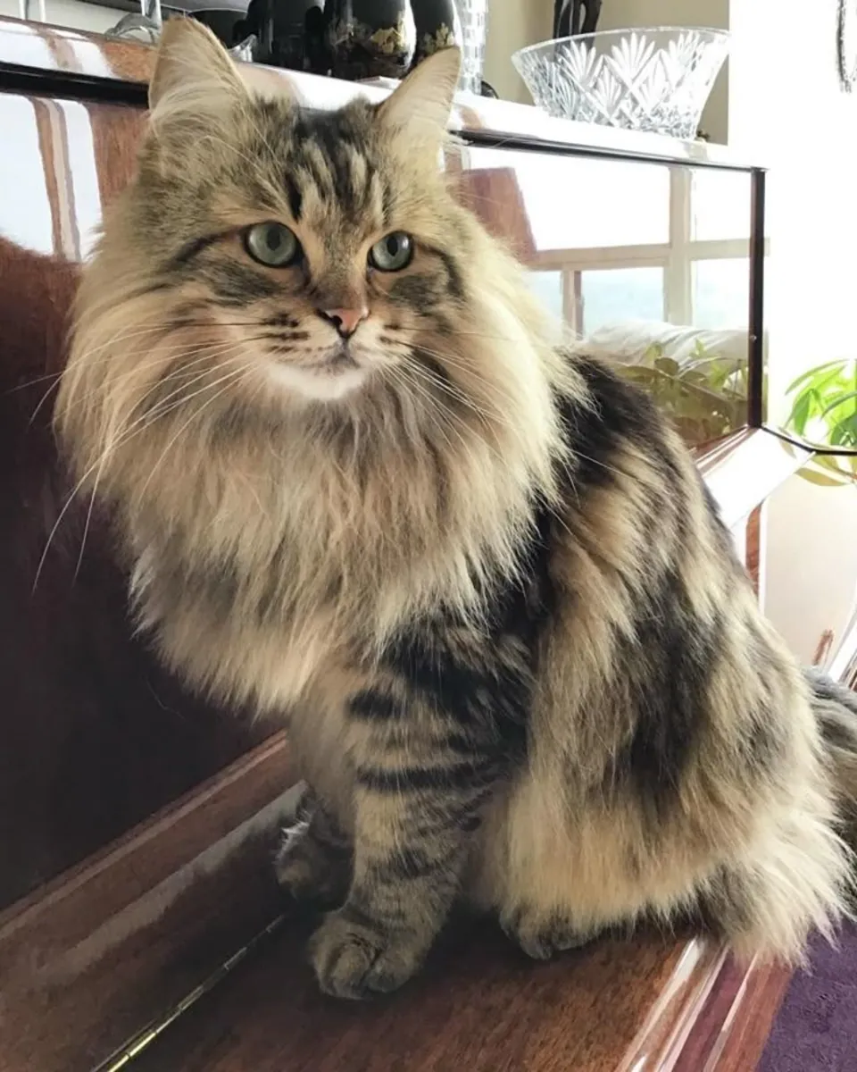 Kurilian Bobtail for Adoption | Confident, Playful | Free to Right Home