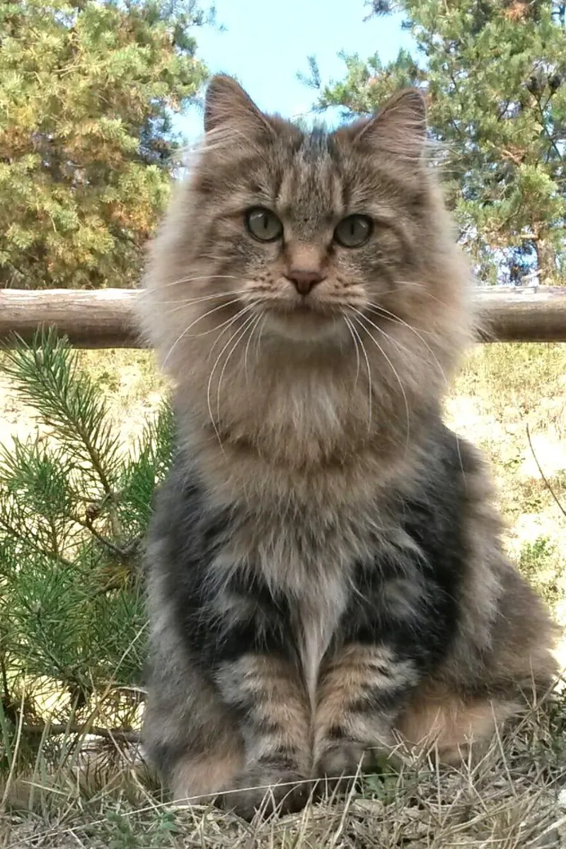 Kurilian Bobtail for Adoption | Confident, Playful | Free to Right Home